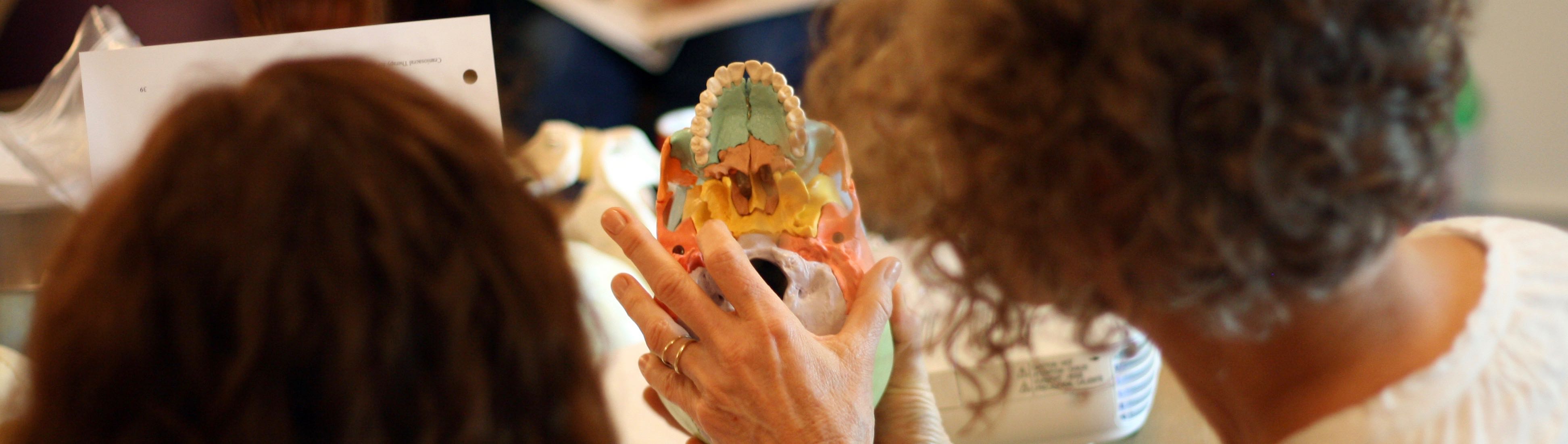 Carol Gray Demonstrates the Cranial Base