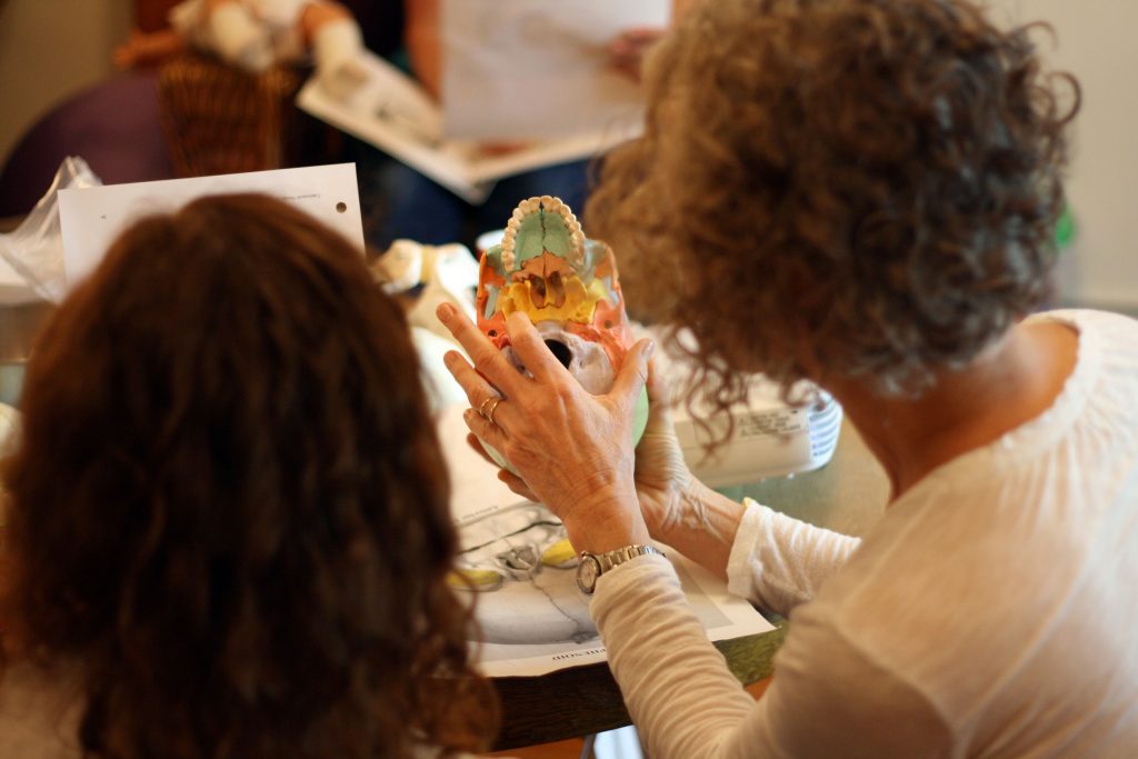 Carol Gray Demonstrates the Cranial Base